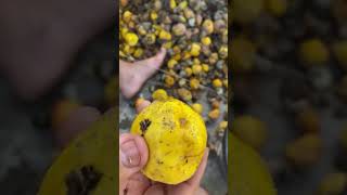 Separating cashew seeds is a crucial step in processing this fruit for various uses curiosity [upl. by Arabrab393]