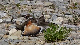 killdeer faking a broken wing [upl. by Lzeil]