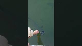 Hand feeding giant tarpon 👌tarpon fishing feeding outdooractivities fish [upl. by Russom56]