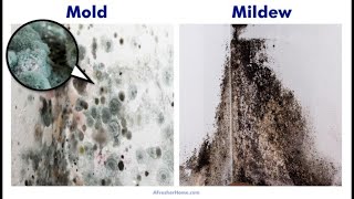 Mold vs Mildew  Which is Worse [upl. by Roxi]