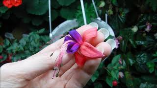 How to grow fuchsia plants indoors [upl. by Yreffoeg]