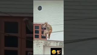 දාංගලේ වැඩි ඔයාගේ 😅🐒😵‍💫 funny shorts dance monkey [upl. by Raila]