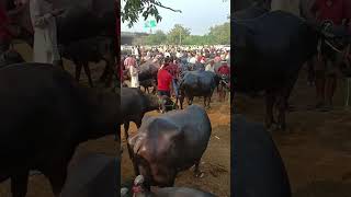 Janta pashu Mandi chhapiya Gorakhpur Uttar Pradesh [upl. by Gratt]