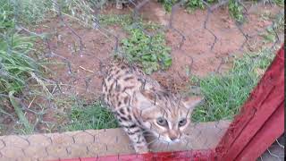 black footed cat kitten [upl. by Takashi257]