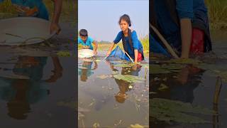 Village Girl Catching Deshi Fish by traditional ucha net in Beel water uchanetfishing catchfish [upl. by Portugal895]