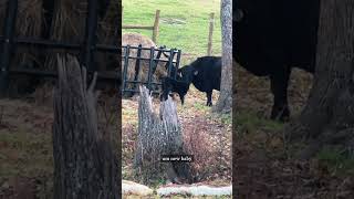 A new baby calf has entered the chat cow babyanimals animals farmanimals babycows [upl. by Ahsahs]