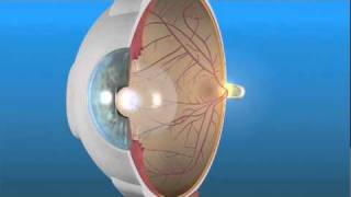 How the Eye Works and the Retina [upl. by Shugart]