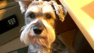 Gracie the Mini Schnauzer is Hungry [upl. by Hillary]