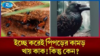 যে রহস্যে কাক ইচ্ছাকৃতভাবে পিঁপড়ার কামড় খায়  Crow ant  Animal  Bird Rtvnews [upl. by Ylluz65]