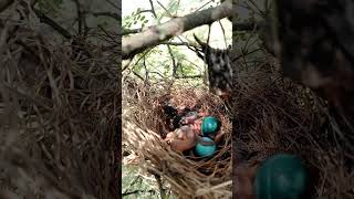 Babbler Bird Babies Growing Up in the Heart of Nature shorts viralshort [upl. by Sabian423]