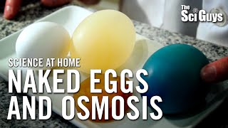 The Sci Guys Science at Home  SE1  EP14 The Naked Egg and Osmosis [upl. by Nosyaj]