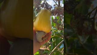 Rural life Discover the Cashew Fruit From Tree to Nut  A Quick Guide to Fresh Cashews Farm [upl. by Arykahs]