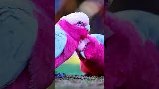 Galah parrots loving moment❤️ birds parrot pets animals viralshort short trendingshorts love [upl. by Okihsoy259]