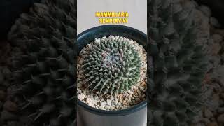 9 ESPÉCIES DE MAMMILLARIA PARA IDENTIFICAÇÃO cactos suculentas plantas [upl. by Delinda]