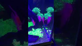 A Glo Cory Cat shorts fishkeeper fish aquarium fishkeeping fishtank [upl. by Tolmach]