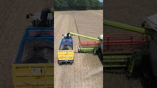 Claas Combine Lexion Harvester Oil Seed Rape claas claaslexion farming farm farmlife Norfolk [upl. by Akiemaj]