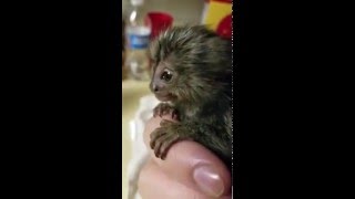 Baby Marmoset feeding [upl. by Tisman437]