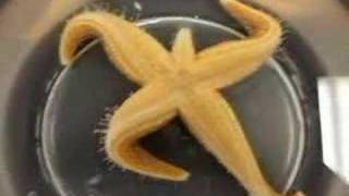 Time Lapse Starfish flipping over [upl. by Yesnek]