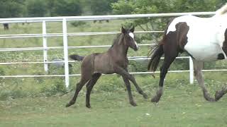 RHF Asteria and RHF Amador 2024 Half Andalusians of Royal Horse Farms [upl. by Atnovart233]