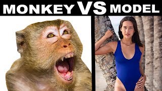 MONKEY ATTACKS FILIPINA MODEL  Pagudpud Philippines Vlog [upl. by Rudolph]