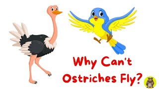 Why Ostrich Cant Fly   This The Facts [upl. by Atiuqin]