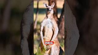 Why Kangaroos Are The Best High Jumpers Ever [upl. by Selene]