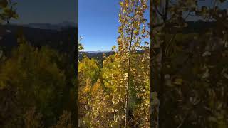 Aspens quaking in Colorado [upl. by Hannaj]