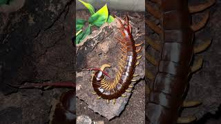 Scolopendra dehaani feeding [upl. by Nalad]