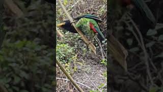 Great Barbet  Birding In India  Bird Watching Uttarakhand  Himalayan Birding Destinations [upl. by Zoilla770]