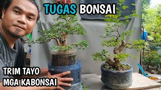 TUGAS BONSAI MAINTENANCE VITEX PARVIFLORATRIM [upl. by Aia]