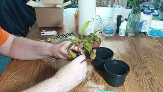 Nepenthes unboxing repotting and a terrarium tour plants nepenthes terrarium unboxing [upl. by Yelhsa429]