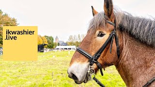 Dag van het Brabants Trekpaard met Steltenlopers van Merchtem  ikwashierlive in Vollezele [upl. by Yltsew]