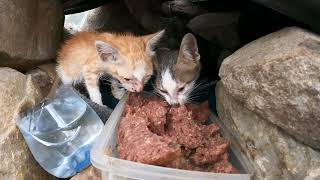 Two this kitten very hungry need care and food very much [upl. by Sral145]