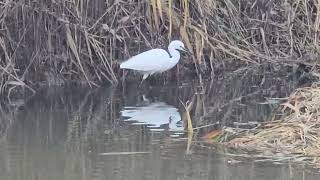 20241109 Naravni rezervat ŠKOCJANSKI ZATOK CICONIIFORMES Egretta garzetta MALA BELA ČAPLJA [upl. by Heeley]