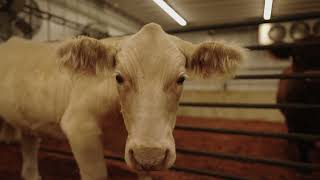 Arizona National Livestock Show Barns JG Cattle amp Coaching [upl. by Amelia]