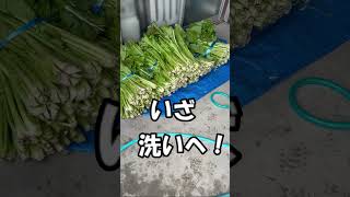 野沢菜漬けました！信州のお漬物野沢菜漬け＃shorts [upl. by Neimad]