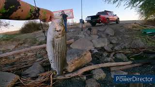 Sherman Island striper bites on FIRE [upl. by Naig]