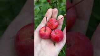 How To Make Pectin From Crabapples [upl. by Devehcoy]