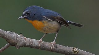 黃胸青鶲Snowybrowed Flycatcher [upl. by Eseer]