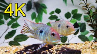 Geophagus Tapajos red head Severum Uaru in stunning 4K [upl. by Trinette]