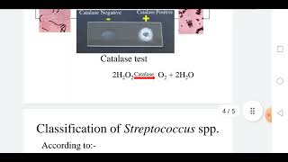 Classification of Streptococcus species [upl. by Mylander]