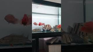 Ikan predator fish fishing aquarium predatorfish viralvideo shortvideo [upl. by Brahear903]