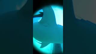 Beautiful Tiger Sharks Under Okaloosa Island Pier sharks florida tigershark sharkweek gopro360 [upl. by Arehahs]