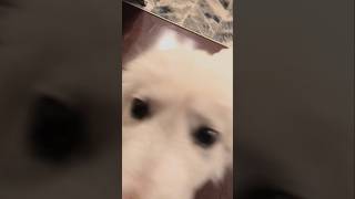 Maremma sheepdog puppy eats wags then says hi to you 😛 maremma sheepdog puppytime throwback [upl. by Yerd]