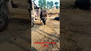 impaction of rumen in cow buffaloshorts [upl. by Komsa]