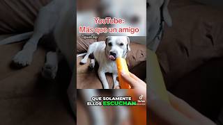 Ahuyentador de perros ultrasónico Llama la atención de tu mejor amigo canino [upl. by Harak755]