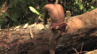 BUILDING A DUGOUT CANOE MENTAWAI JUNGLE [upl. by Hakan]