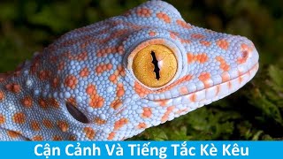 Cận Cảnh Rõ Nét Con Tắc Kè  Hình Ảnh Và Tiếng Tắc Kè Kêu  Picture And Sound Of Tokay Gecko [upl. by Schalles]