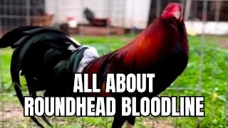 All About Roundhead Gamefowl Bloodline [upl. by Amat]