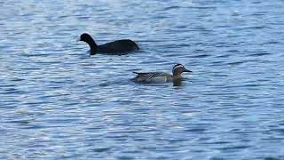 Garganey swimming  Knäkente am schwimmen [upl. by Rubliw]